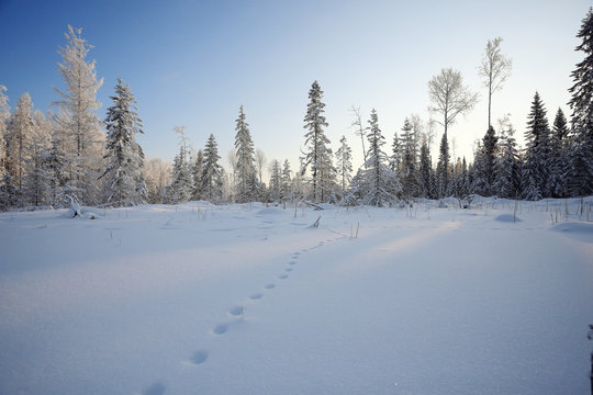 winter landscape footprints in the snow