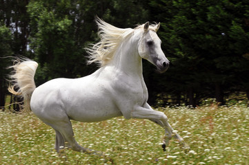 Naklejka na ściany i meble White Arabian Stallion