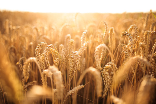 Ukrainian grain: Wheat field in Ukraine