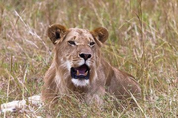 Obraz na płótnie Canvas Young lion in the grass. Masai mara, Kenya