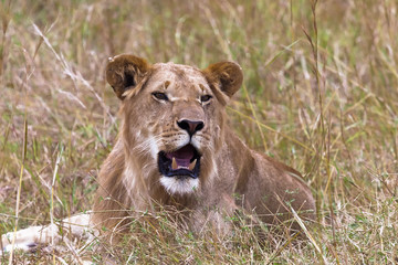 Young lion in the grass. Masai mara, Kenya