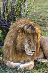 Lion. Asleep king of beasts. Masai Mara, Kenya