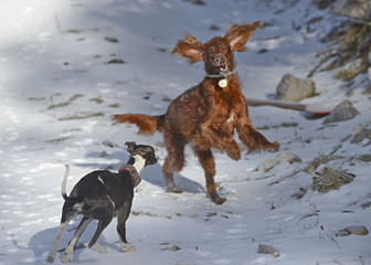 Irish Setter and whippet playing in the snow