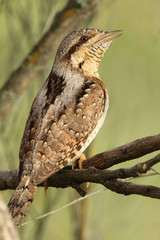 Eurasian wryneck. Jynx torquilla