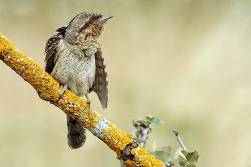 Eurasian wryneck. Jynx torquilla