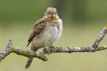 Eurasian wryneck. Jynx torquilla