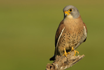 Male of Lesser kestrel. Falco naumanni