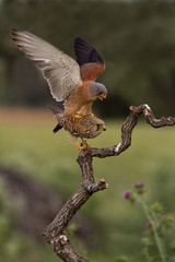 Male and female of Lesser kestrel Mating. Falco naumanni