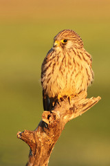 Female of Lesser kestrel. Falco naumanni