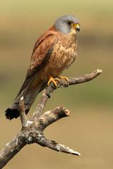 Male of Lesser kestrel. Falco naumanni