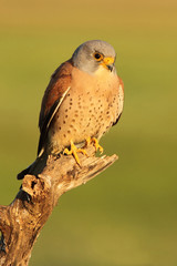 Male of Lesser kestrel. Falco naumanni