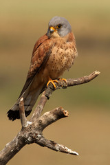 Male of Lesser kestrel. Falco naumanni