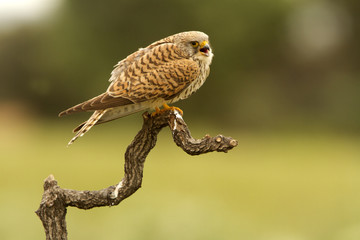 Female of Lesser kestrel. Falco naumanni