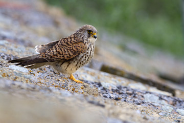 Female of Lesser kestrel. Falco naumanni