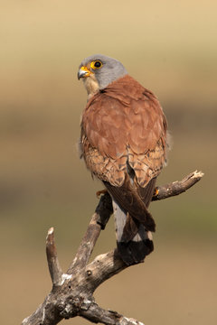 Male of Lesser kestrel. Falco naumanni