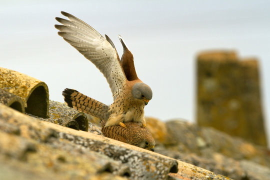 Male and female of Lesser kestrel mating. Falco naumanni