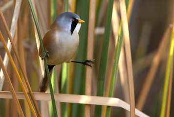 Male of Bearded reedling . Panurus biarmicus
