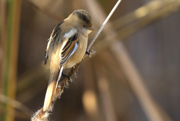 Naklejka premium Female of Bearded reedling . Panurus biarmicus