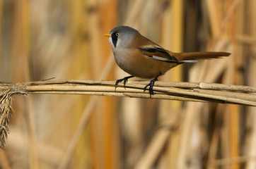 Male of Bearded reedling . Panurus biarmicus