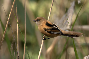 Female of Bearded reedling . Panurus biarmicus