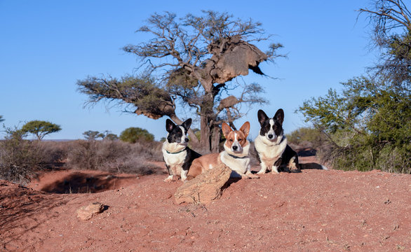 Dogs With Social Weaver Nest