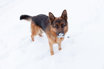 Friendly cute german shepherd dog staying on a snow.
