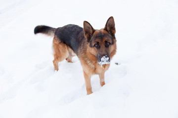Friendly cute german shepherd dog staying on a snow.
