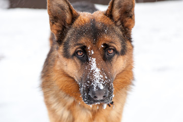 Beautiful cute german shepherd. Dog's breed with  snow. Winter season.

