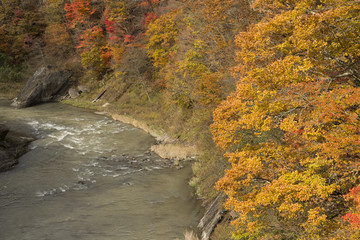 夕張川の流れと紅葉