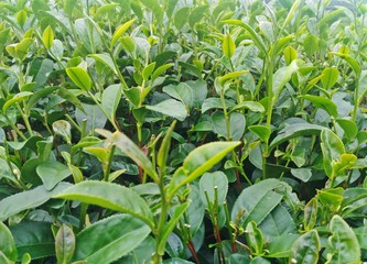 Green tea bud and leaves in tea plantations