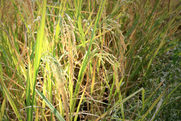 rice field in vintage tone