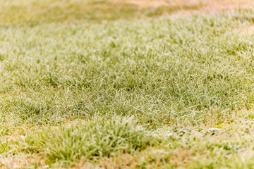 frozen grass in winter
