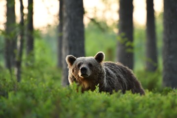 Brown bear in a forest at sunrise