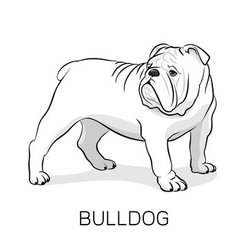 Cartoon English Bulldog.Dog illustration