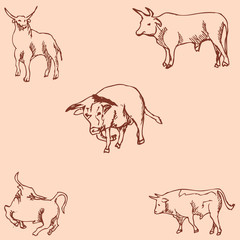 Bulls. Sketch pencil. Drawing by hand. Vintage colors. Vector