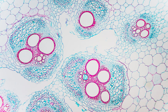 Cell microscopic- Cucurbits Stem