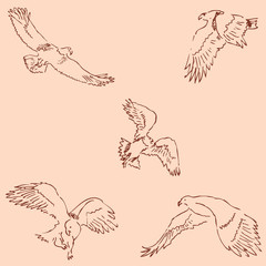 Eagles. Sketch pencil. Drawing by hand. Vintage colors. Vector