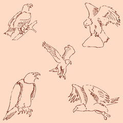 Eagles. Sketch pencil. Drawing by hand. Vintage colors. Vector