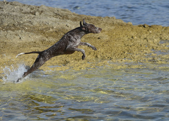 Fototapeta premium German shorthaired pointer - Hunter dog