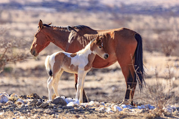 Wild horses in Namibia