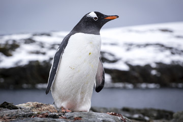 Obraz premium Gentoo penguin
