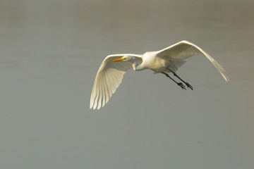 Airone bianco maggiore (Casmerodius albus) in volo