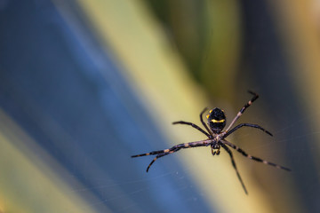 Spider waiting on its web