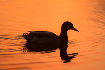 Germano reale (Anas platyrhynchos) silhouette al tramonto