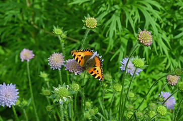 Schmetterling auf Lila Blüte