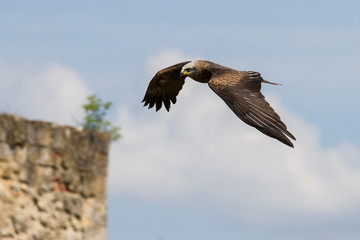 Raubadler im Flug - Aquila rapax