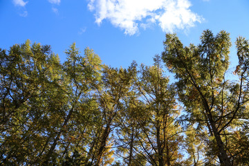 Obraz premium Trees grow through the sky.