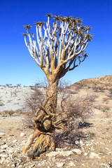 Aloe tree in Namibia
