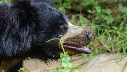 Closeup of Asian Black Bear, Moon Bear, Asiatic Black Bear