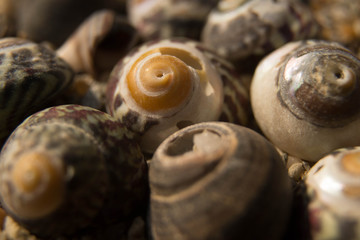 Petits coquillages de mer